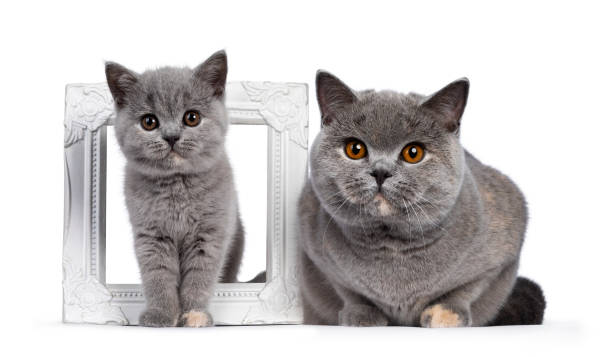 istock Blue tortie British Shorthair cat on white 1286670883