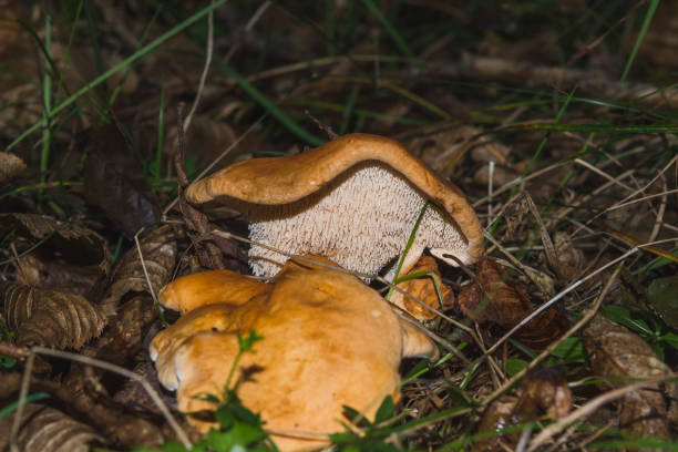 Hydnum repandum, known as hedgehog mushroom is delicious edible wild mushroom