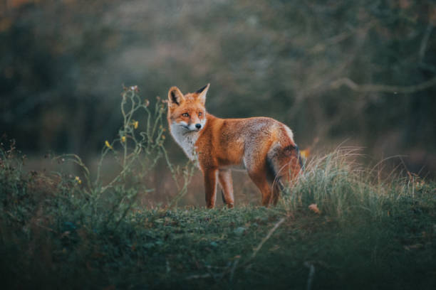 renard rouge dans l’herbe - renard photos et images de collection