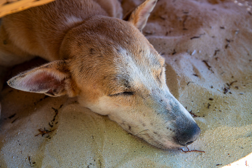 Yellow dog sleeping on sand. Domestic animal portrait. Fluffy yellow dog resting in sunlight. Summer outdoor scene with dog. Domestic pet on street. Stray dog with sad eyes. Domestic animal