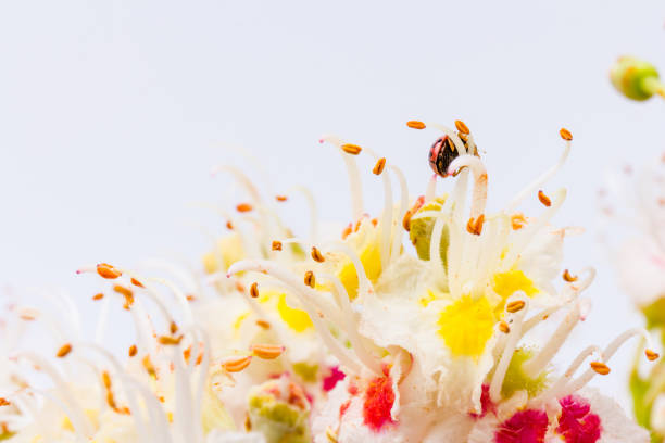 Horse chestnut blooming flowers. White candles of flowering horse-chestnut against white background. Spring concept