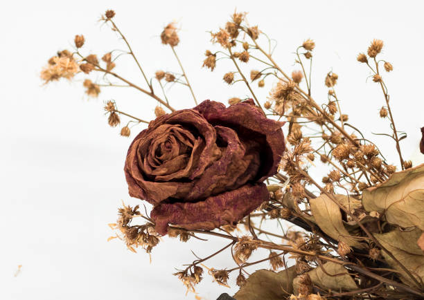 istock Dry rose on valentines day on a white background 1286672897