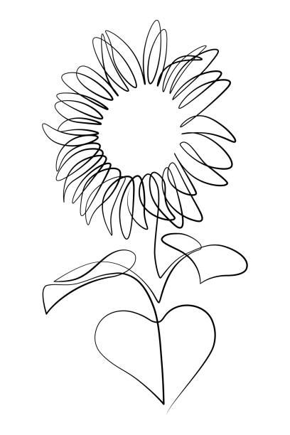 Sunflower Sunflower in continuous line art drawing style. Black linear sketch isolated on white background. Vector illustration helianthus stock illustrations
