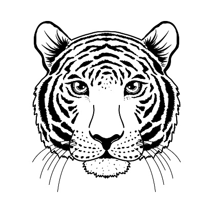 Tiger Muzzle On White Stock Illustration - Download Image Now - Tiger, Line  Art, Black And White - iStock