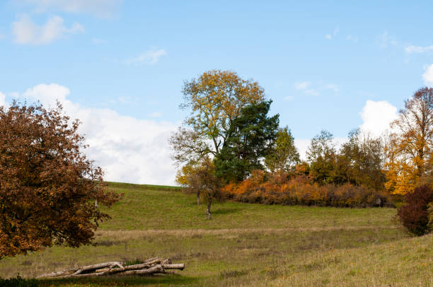 istock trees and shrubs in autumn leaf colors 1286675580