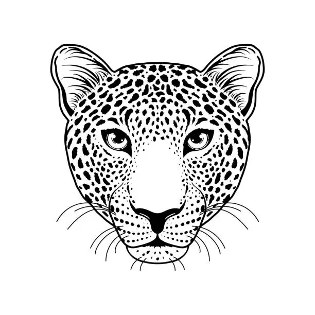 Vector illustration of Leopard muzzle on white