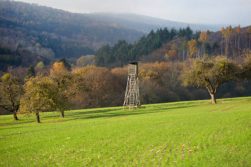 Hunting deer stand, autumnal forest