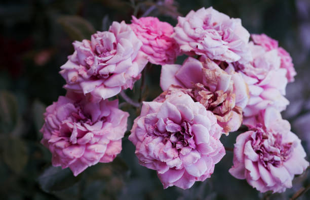 istock branch with blooming pink rose buds and green leaves 1286677092