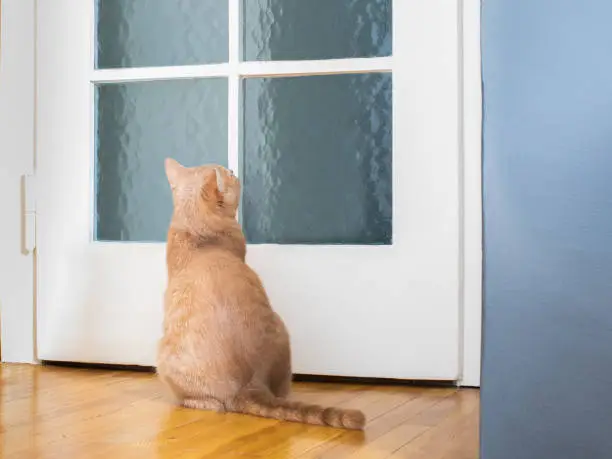 Photo of cat kitten waiting at the door