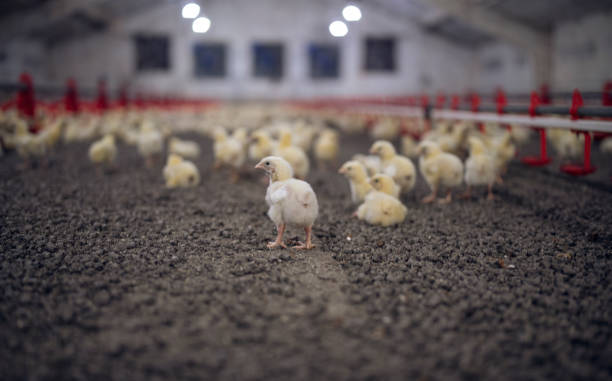 istock Baby broiler chicken in large professional farm. 1286677312