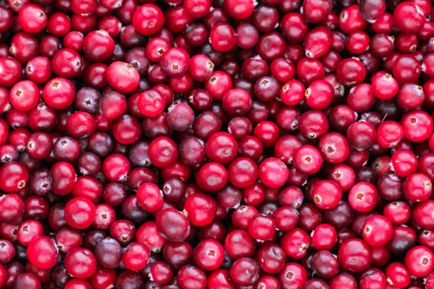 istock Ripe fresh cranberries as natural, food, berries background. 1286677519