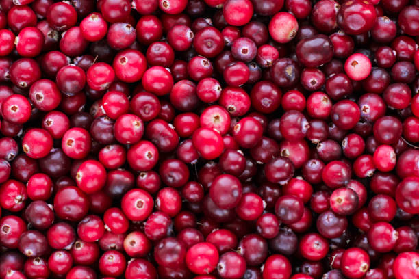 istock Ripe fresh cranberries as natural, food, berries background. 1286677524
