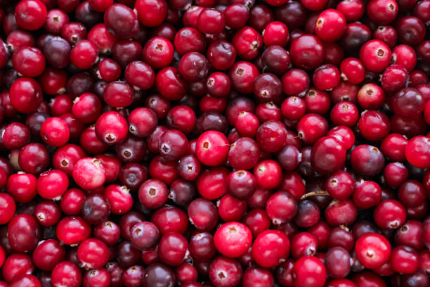 istock Ripe fresh cranberries as natural, food, berries background. 1286677538