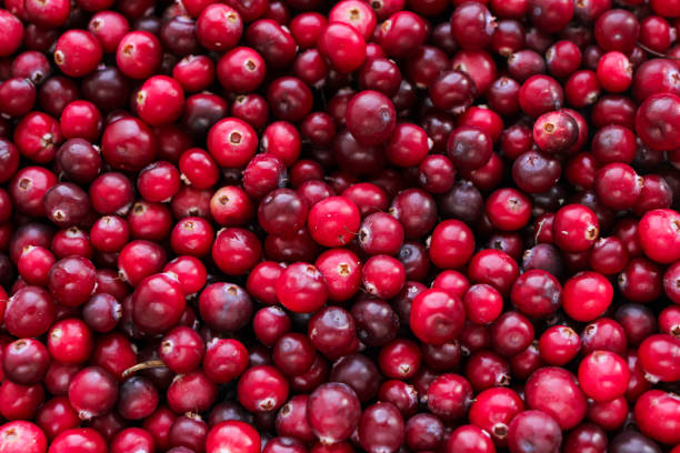 istock Ripe fresh cranberries as natural, food, berries background. 1286677543