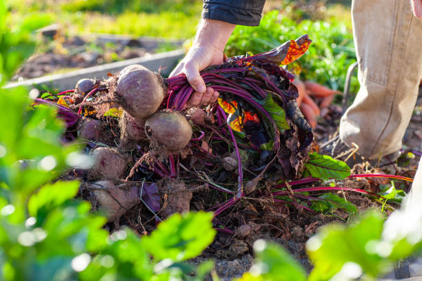 istock Farmer holding a bunch of beets from his harvest 1286678365