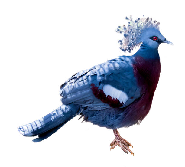 victoria crowne pigeon isolated on the white victoria crowne pigeon isolated on the white iucn red list photos stock pictures, royalty-free photos & images