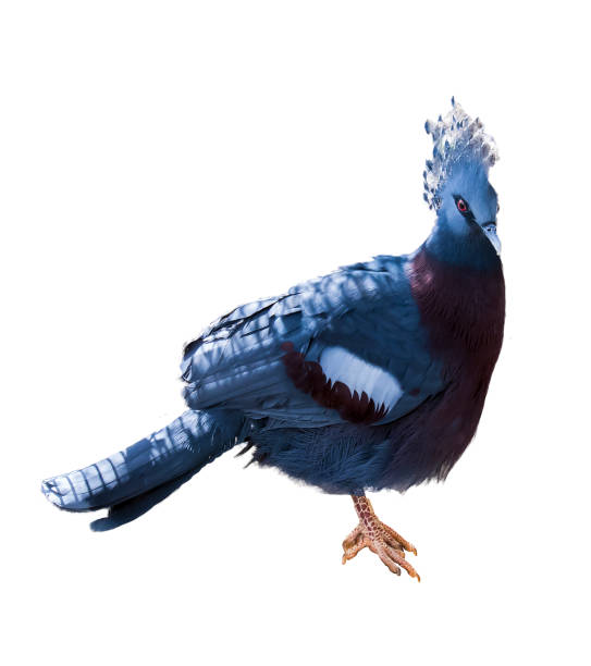istock victoria crowne pigeon isolated on the white 1286679991