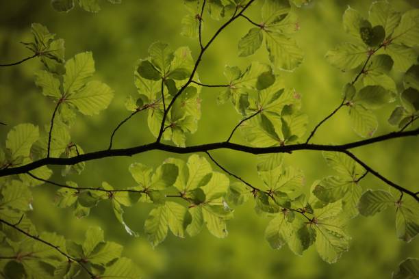istock Green branches and foliage in the forest 1286681601
