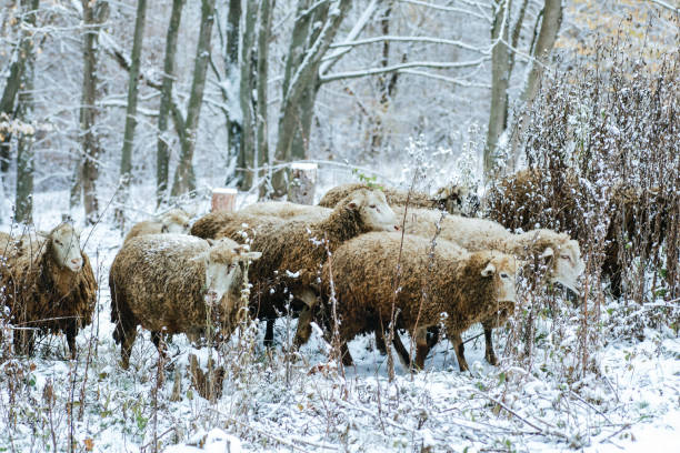 istock a flock of sheep graze in a snowy forest 1286681703