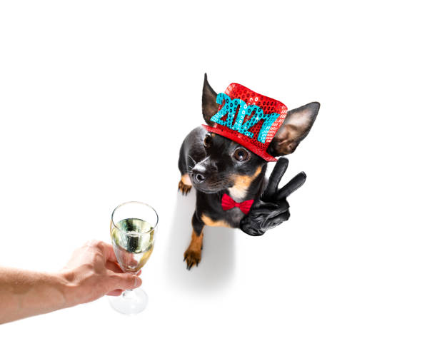 happy new year dog celberation prague ratter , praguer rattler dog celebrating new years eve with champagne or cocktail cheering  isolated on white background beside a banner or placard, peace and victory fingers pražský krysařík stock pictures, royalty-free photos & images