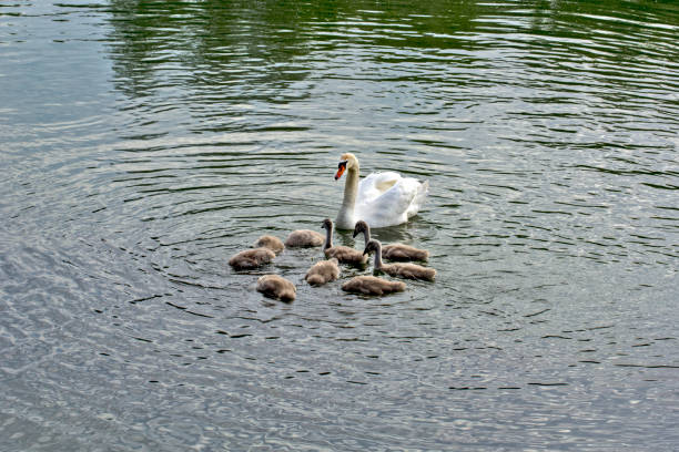 istock Swan and young in the water 1286683761