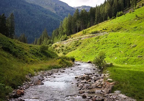 A valley with a creek in the middle of a fir forest in the Italian Alps (Trentino, Italy, Europe)