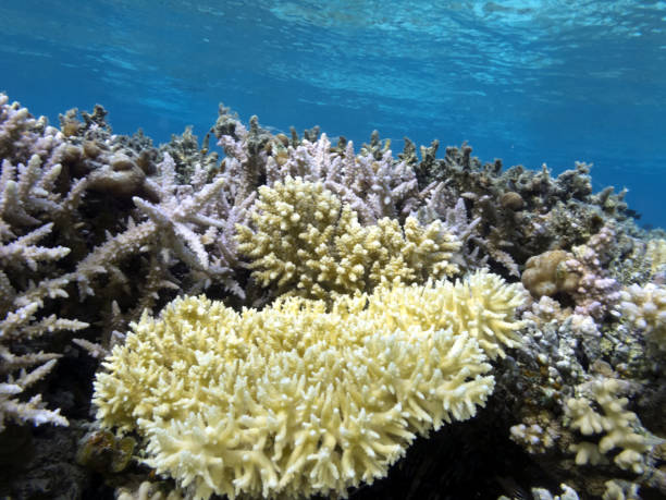 istock Hard and soft coral community structures of the Red Sea 1286685252