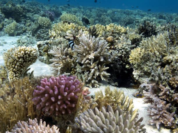 istock Hard and soft coral community structures of the Red Sea 1286685342