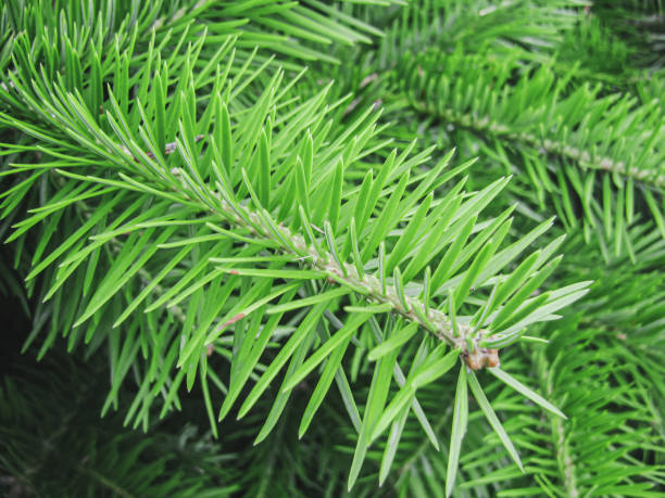 istock Green fresh Christmas tree branch close up 1286685474