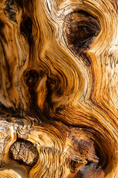 textura de los remolinos en el pino bristlecone - bristlecone pine fotografías e imágenes de stock