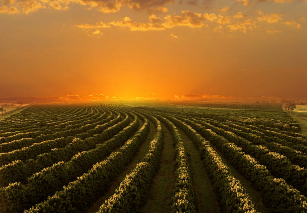 istock Coffee plantation in sunset day 1286686025