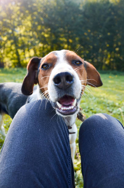 istock dog love animal love 1286687142