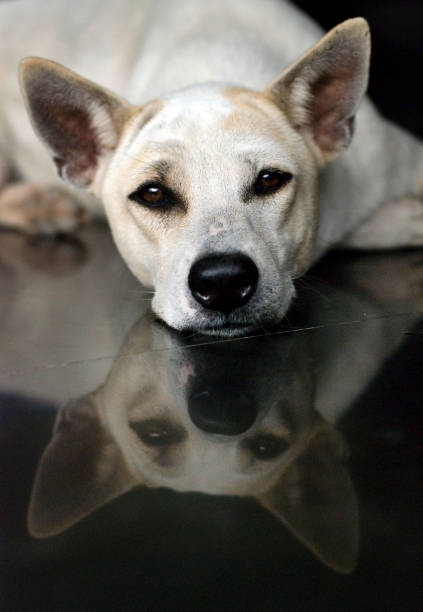 White dog portrait domestic pet