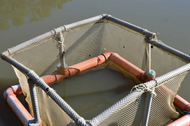 istock Storage for living carps ready for delivering to the kitchen 1286693006