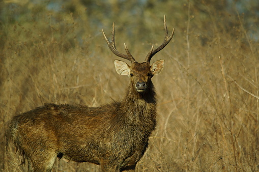 The Javan rusa or Sunda sambar (Rusa timorensis) is a deer species that is endemic to the islands of Java, Bali and Timor (including Timor Leste) in Indonesia.