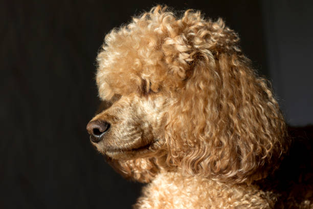 istock A curly fluffy brown poodle, lit by the bright sun 1286694237