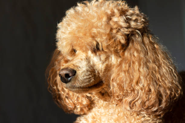 istock A curly fluffy brown poodle, lit by the bright sun 1286694292