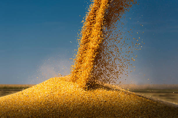 istock Grain auger of combine pouring corn into tractor trailer 1286694590