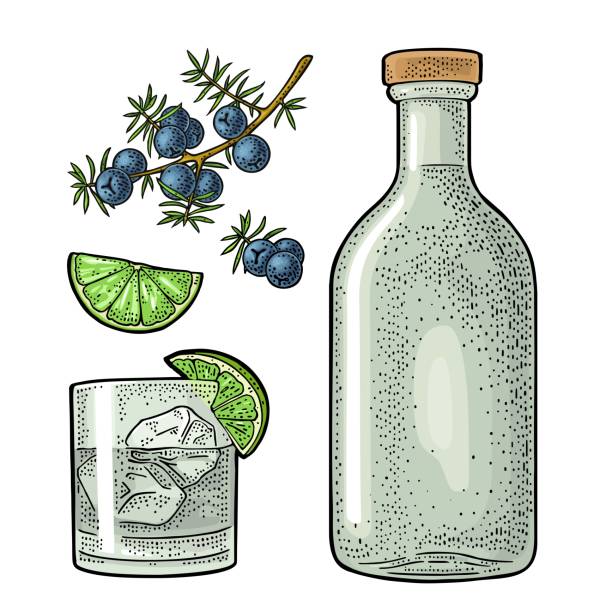 glas und flasche gin und zweig wacholder. vintage vektor farbe gravur - tonic water stock-grafiken, -clipart, -cartoons und -symbole