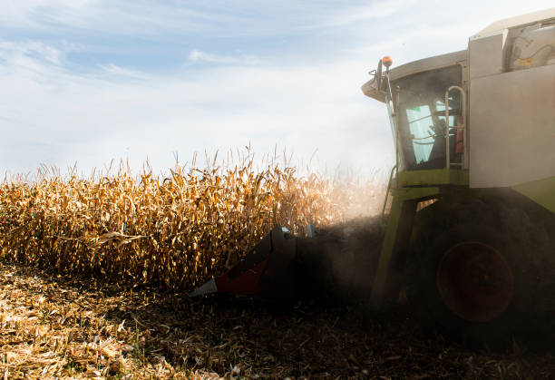 istock Combine Operator Harvesting Corn on the Field in Sunny Day. 1286695671