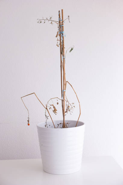 istock Dried out dying potter cherry tomato plant in a white ceramic pot isolated on white front view no people. 1286695923