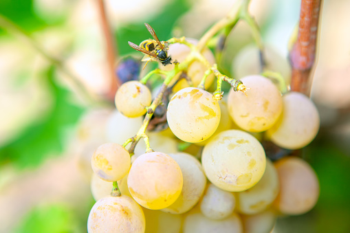 Wasp on grapes . Flying insect on a sweet fruit