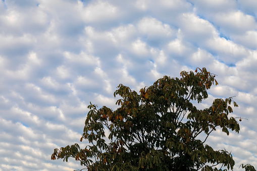 Ohio buckeye tree (Aesculus glabra) in autumn, silhouetted against a silvery sky peppered with altocumulus cloud.