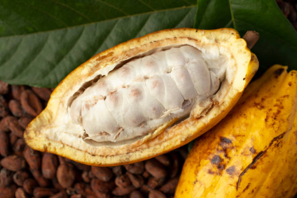 istock Ripe cocoa pod and cocoa beans setup on cocoa beans background. 1286697413