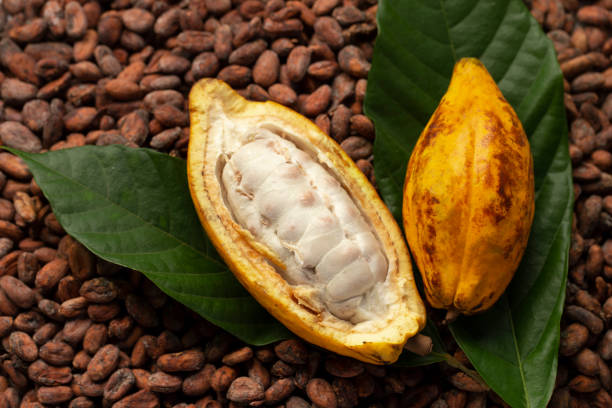 istock Ripe cocoa pod and cocoa beans setup on cocoa beans background. 1286697415