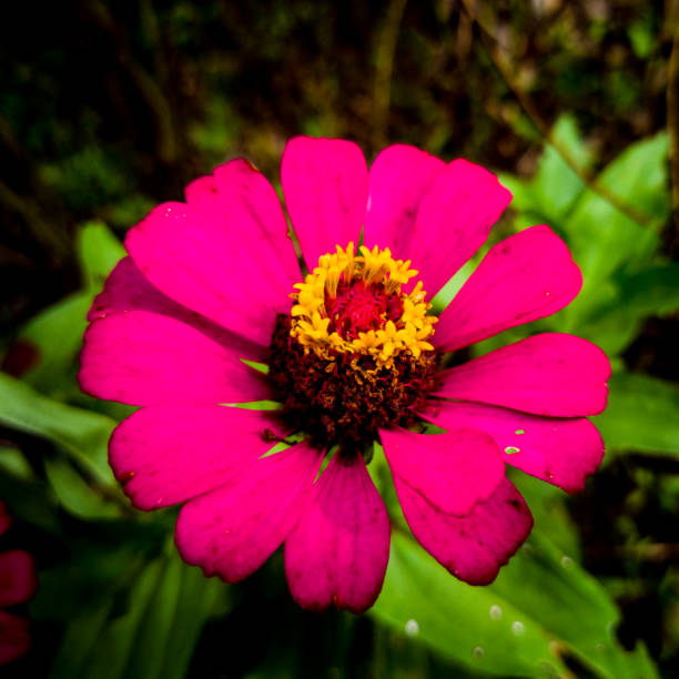 Kandangan, November 19, 2020. This flower is very beautiful. The red petals lure insects closer. Many people planted in front of their houses.