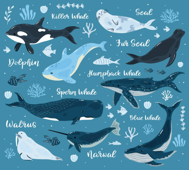 illustrations, cliparts, dessins animés et icônes de baleines marines. dauphin, épaulard, narval, cachalot et morse, animaux du monde sous-marin de l’océan. illustrations vectorielles de mammifères sous-marins - event