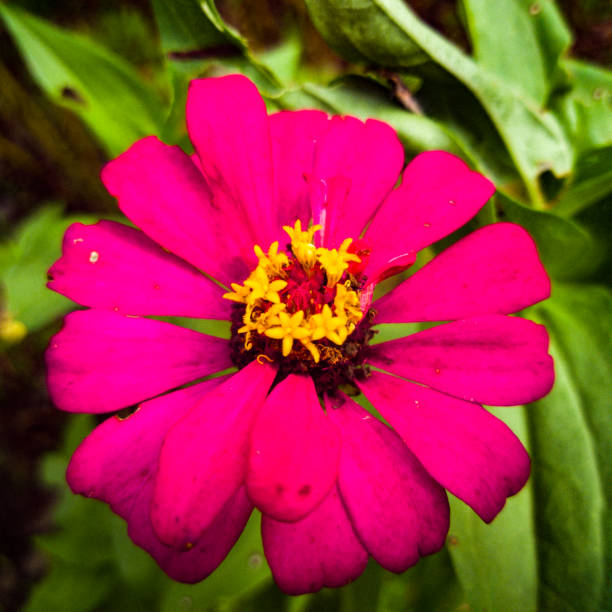 This is a photo I took on 19 November 2020 on the lawn of a resident's house. The flowers are redder and the green leaves are very soothing to the eyes.
