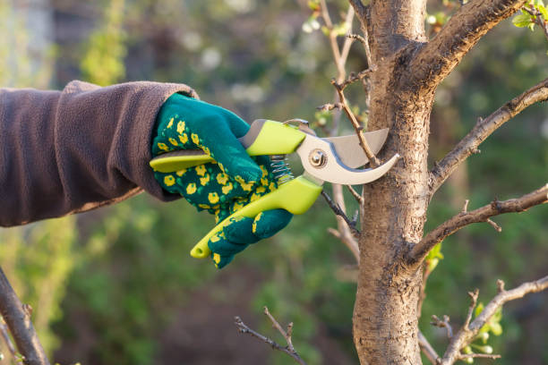 istock Female farmer with pruner shears the tips of plum tree. 1286699115