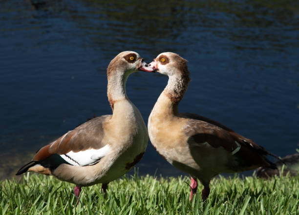 istock Egyptian Geese Display Their Heart 1286699779